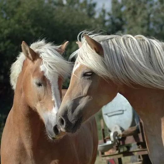 Unternehmen Haflingerzucht Pötter